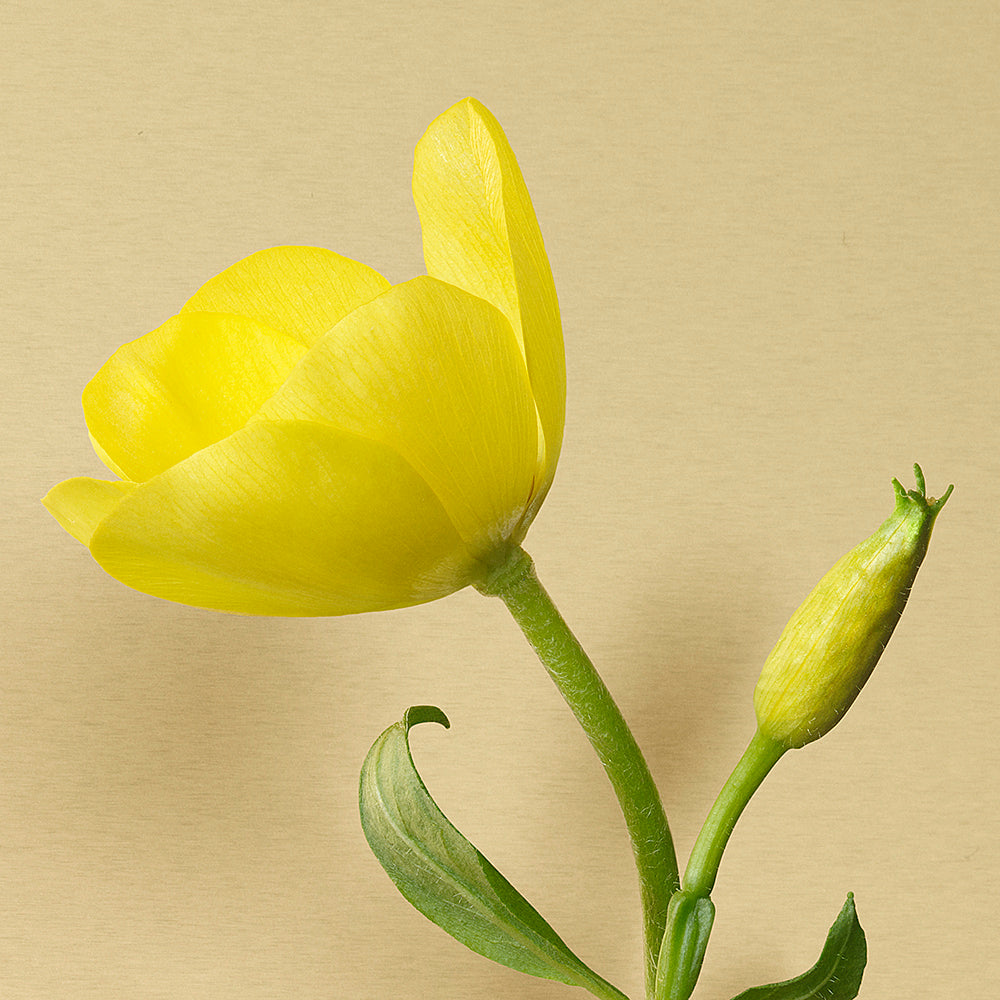 Evening Primrose. This flower is nocturnal.