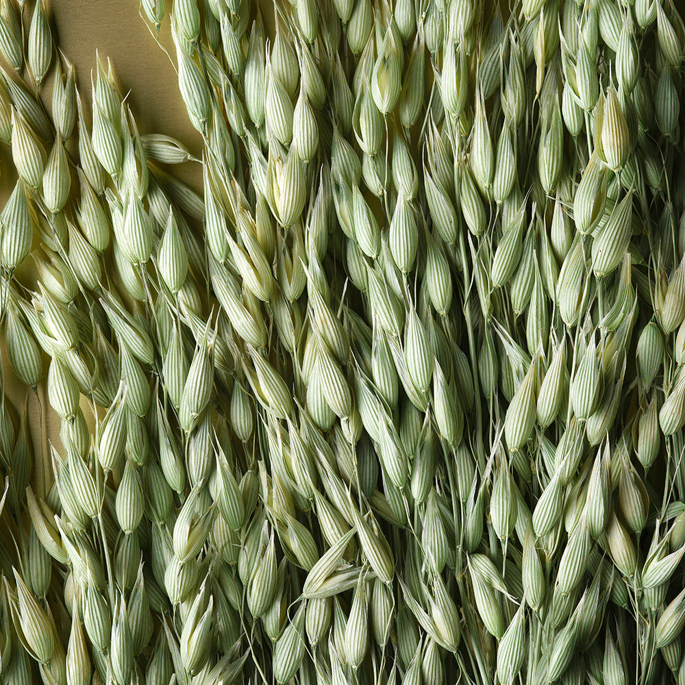 A bundle of nordic oats.