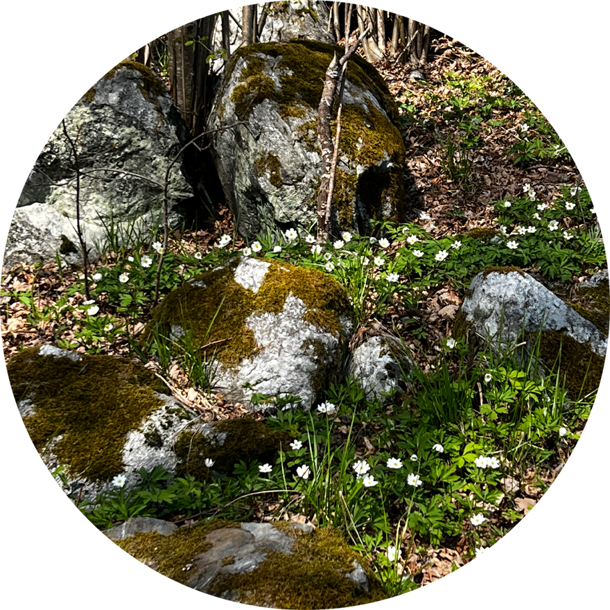 Mossy meadow in Sweden. There are rocks with moss on them and little white flowers surrounding the rocks. JAPANDI 